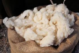 Loose Sheep Wool